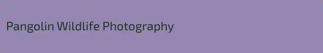 Pangolin Wildlife Photography